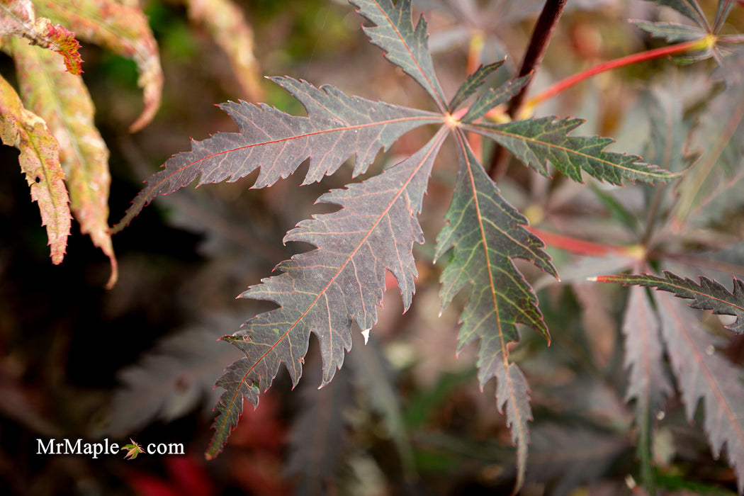 Acer palmatum 'Black Lace' Japanese Maple