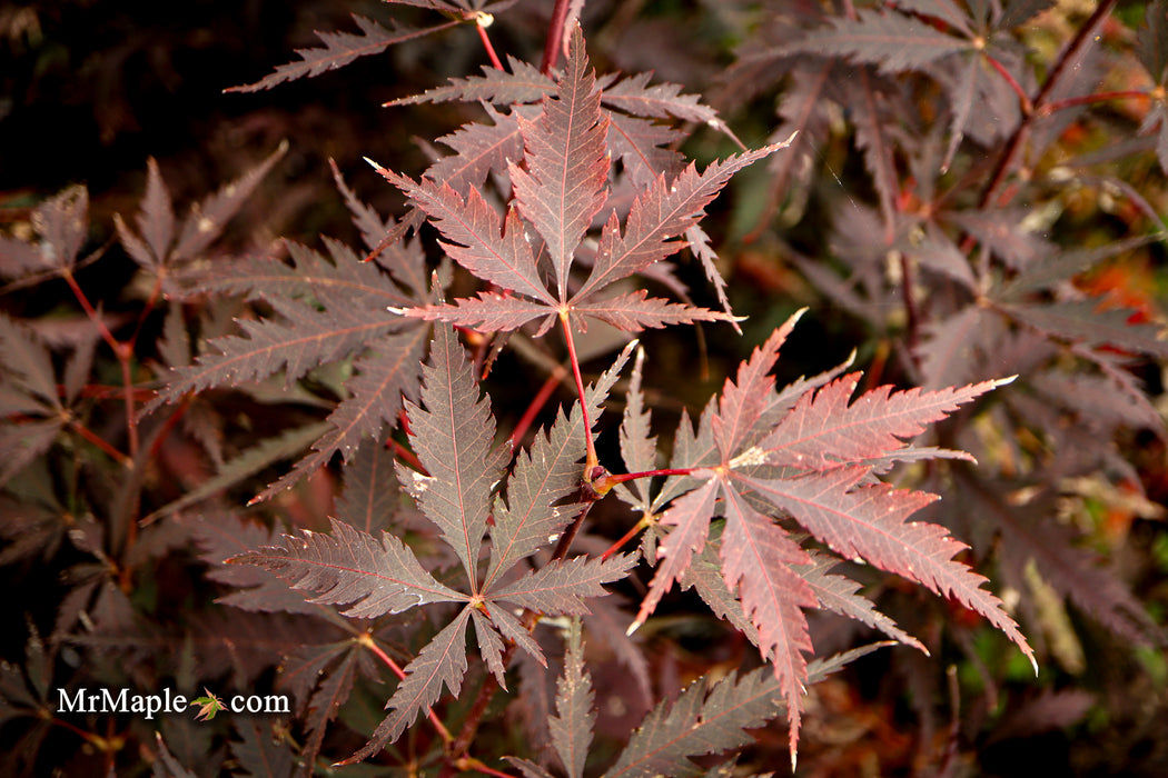 Acer palmatum 'Black Lace' Japanese Maple