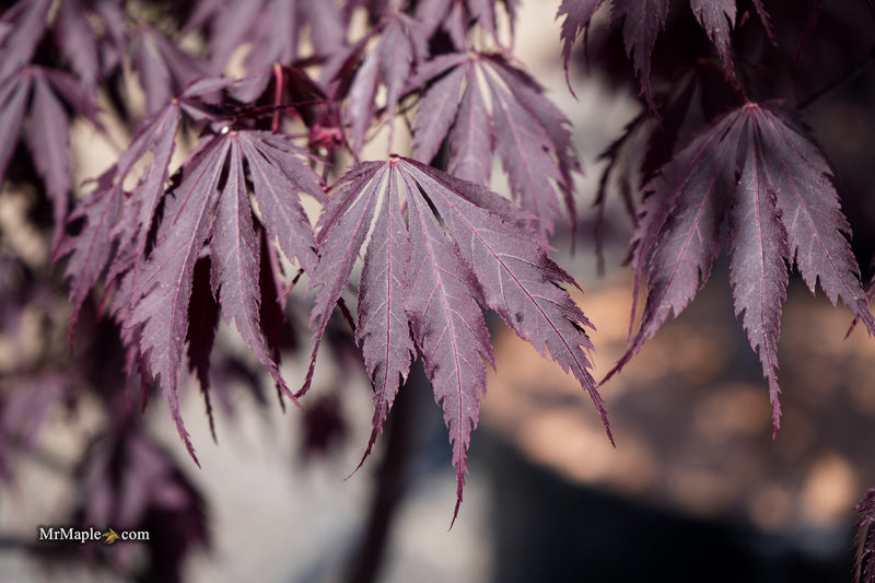 Acer palmatum 'Black Lace' Japanese Maple