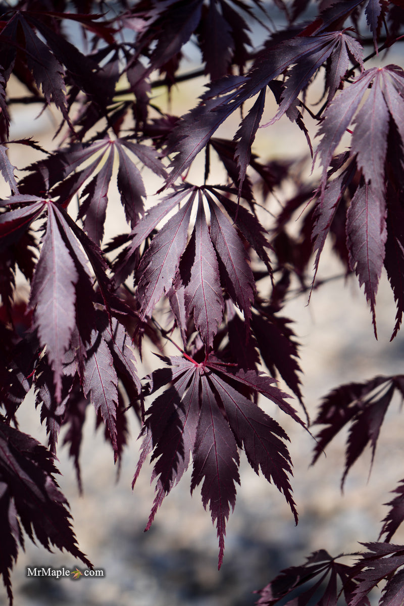 Acer palmatum 'Black Lace' Japanese Maple
