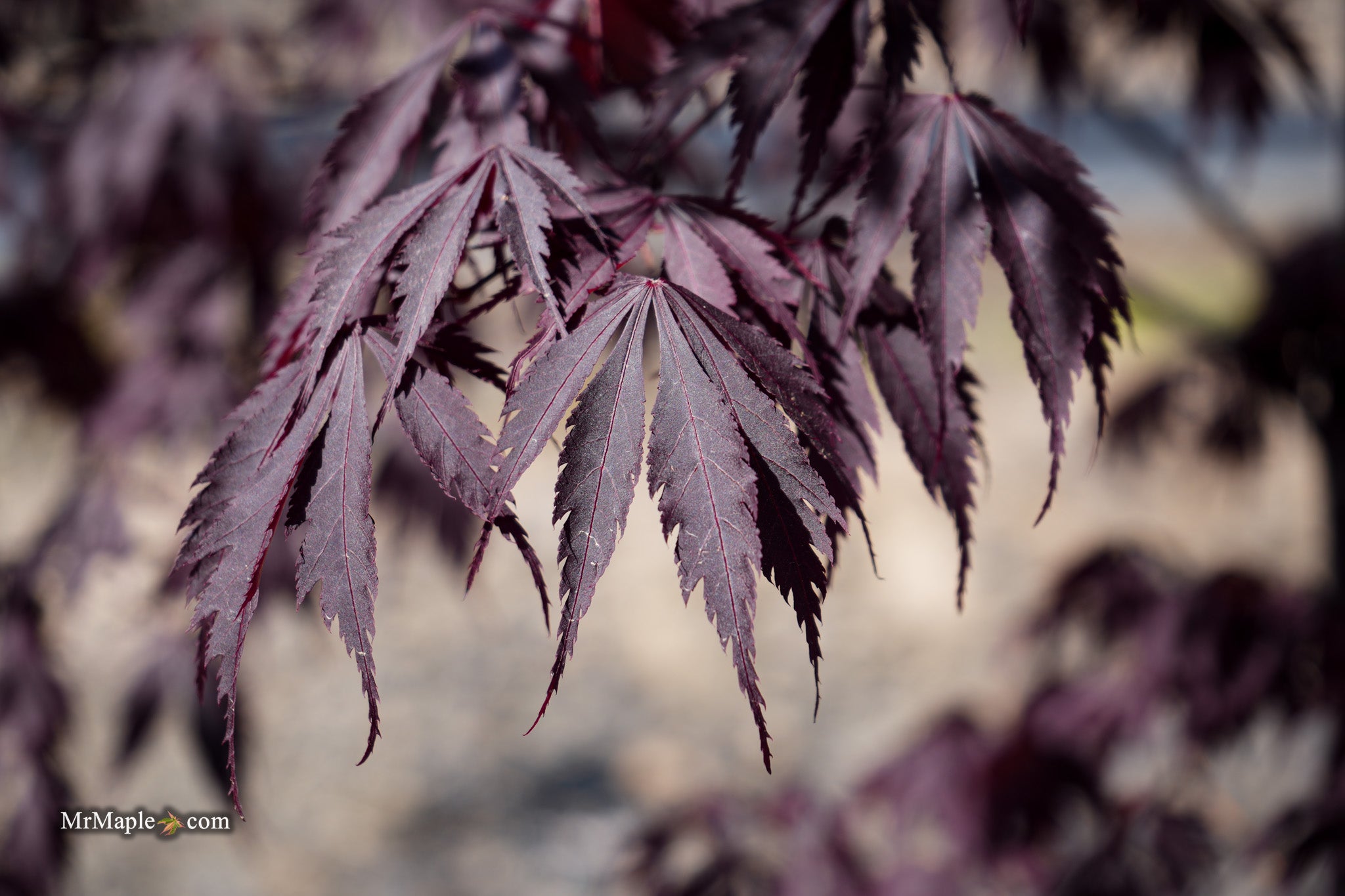 Buy Acer palmatum 'Black Lace' Japanese Maple — Mr Maple │ Buy