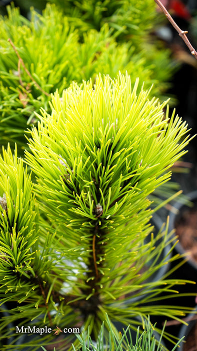 Pinus nigra 'Black Prince' Austrian Dwarf Black Pine Tree