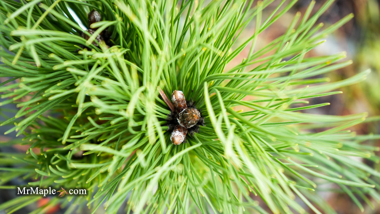 Pinus nigra 'Black Prince' Austrian Dwarf Black Pine Tree