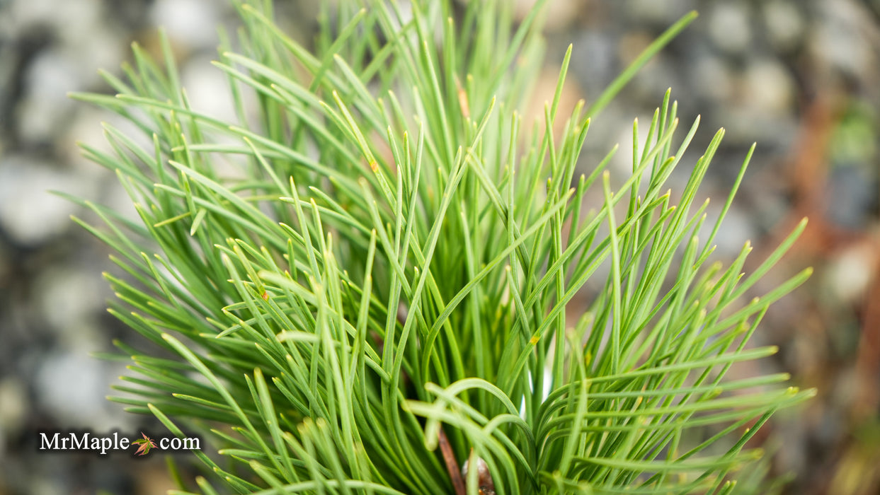 Pinus nigra 'Black Prince' Austrian Dwarf Black Pine Tree