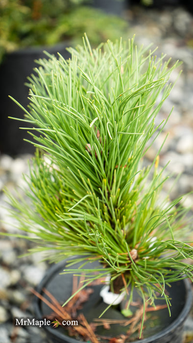 Pinus nigra 'Black Prince' Austrian Dwarf Black Pine Tree