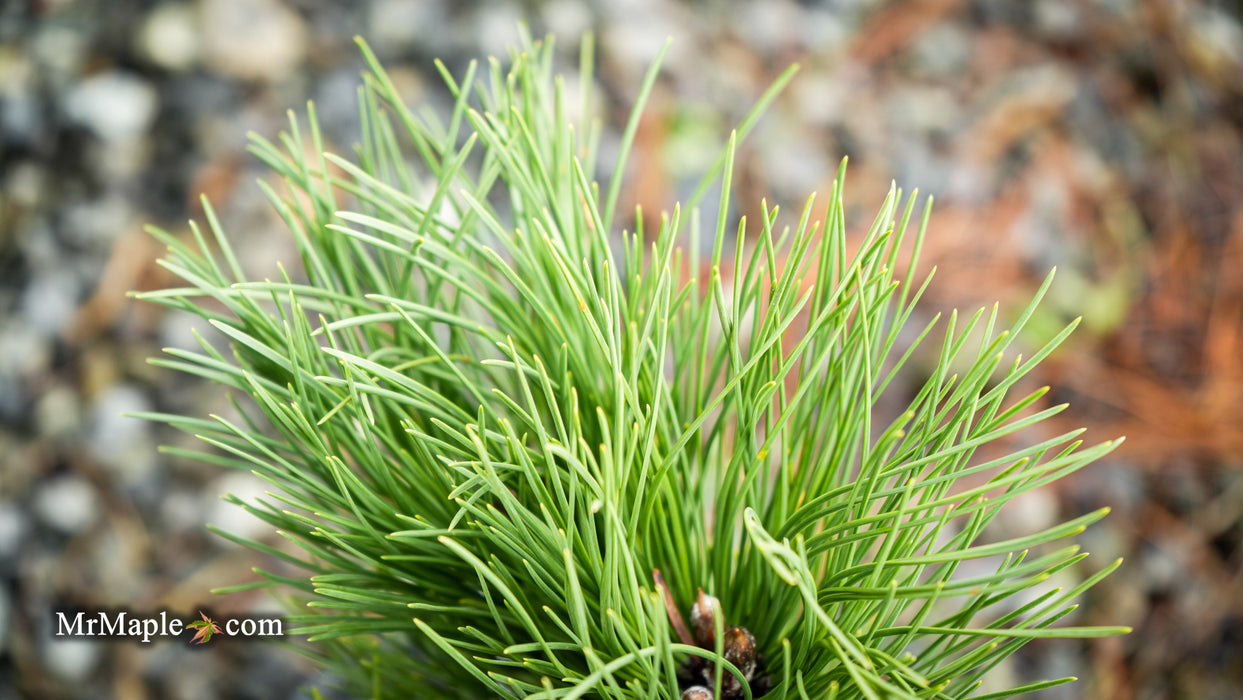 Pinus nigra 'Black Prince' Austrian Dwarf Black Pine Tree