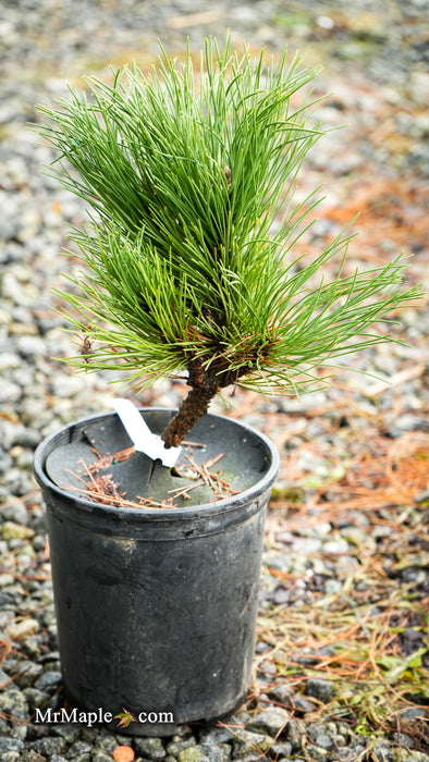 Pinus nigra 'Black Prince' Austrian Dwarf Black Pine Tree