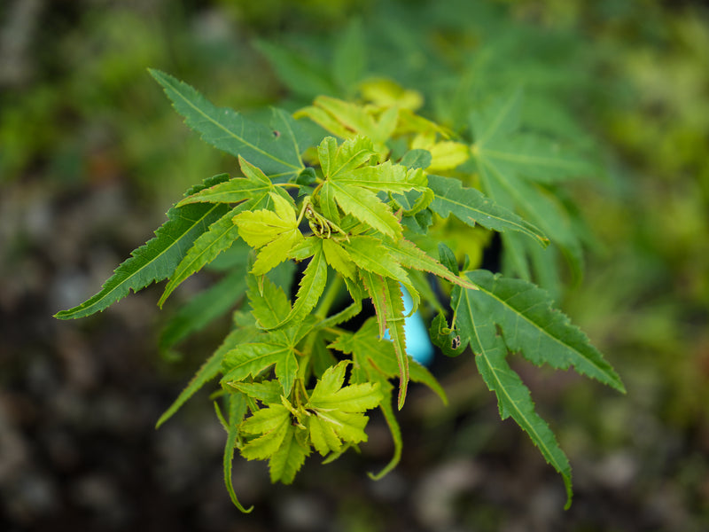 Acer palmatum 'Blackston's Broom' Japanese Maple