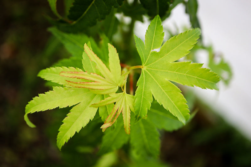 Acer palmatum 'Blackston's Broom' Japanese Maple