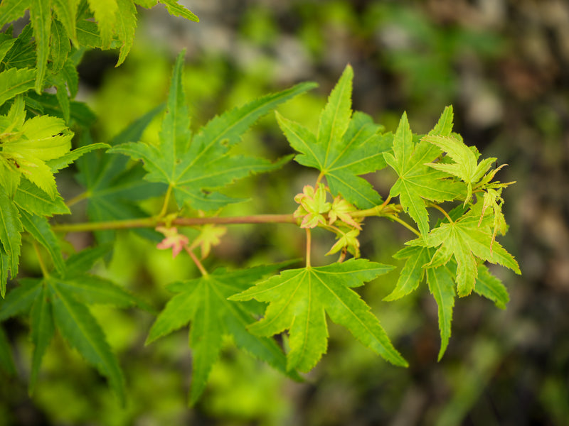 Acer palmatum 'Blackston's Broom' Japanese Maple