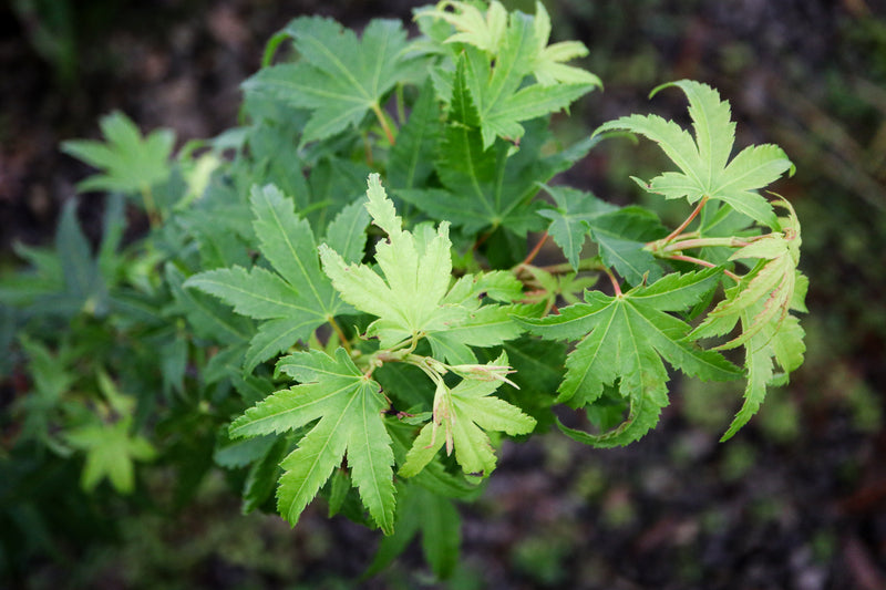 Acer palmatum 'Blackston's Broom' Japanese Maple