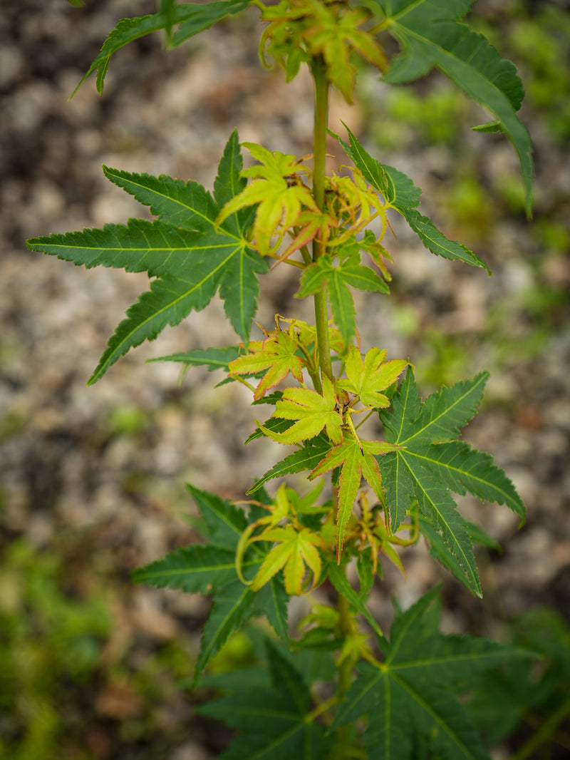 Acer palmatum 'Blackston's Broom' Japanese Maple