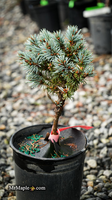 Picea pungens 'Blue Ball' Colorado Spruce