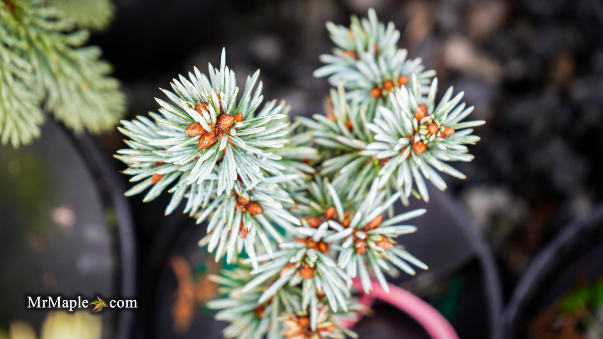 Picea pungens 'Blue Ball' Colorado Spruce