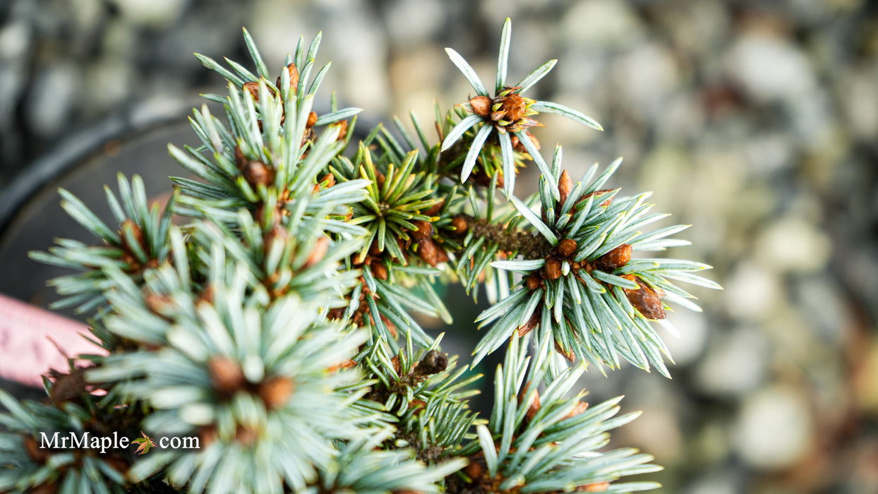 Picea pungens 'Blue Ball' Colorado Spruce