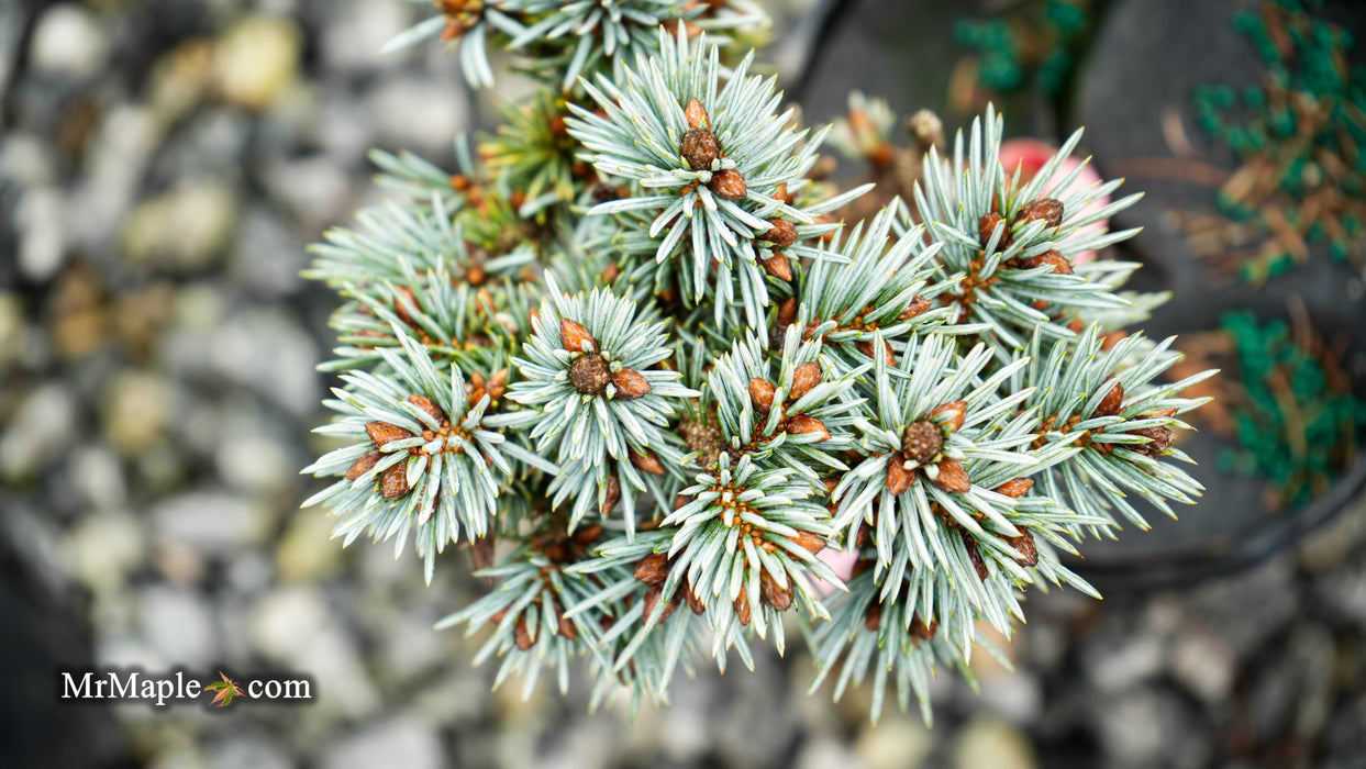 Picea pungens 'Blue Ball' Colorado Spruce