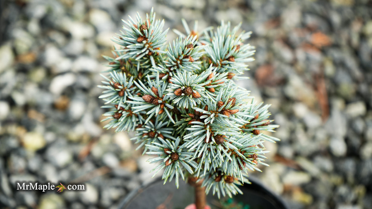 Picea pungens 'Blue Ball' Colorado Spruce