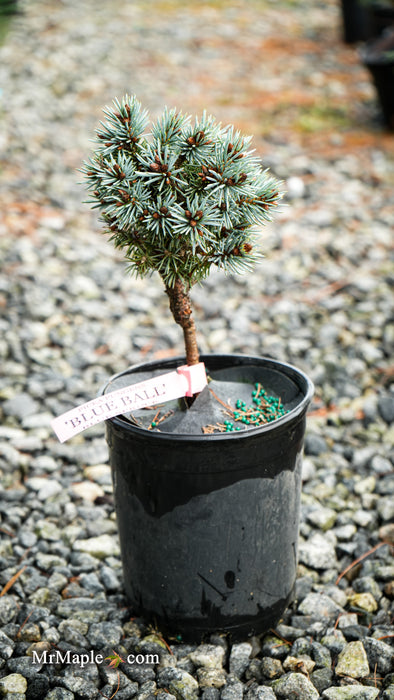 Picea pungens 'Blue Ball' Colorado Spruce