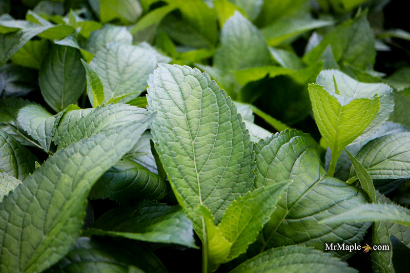 Hydrangea serrata 'BlueBird' Japanese Mountain Hydrangea