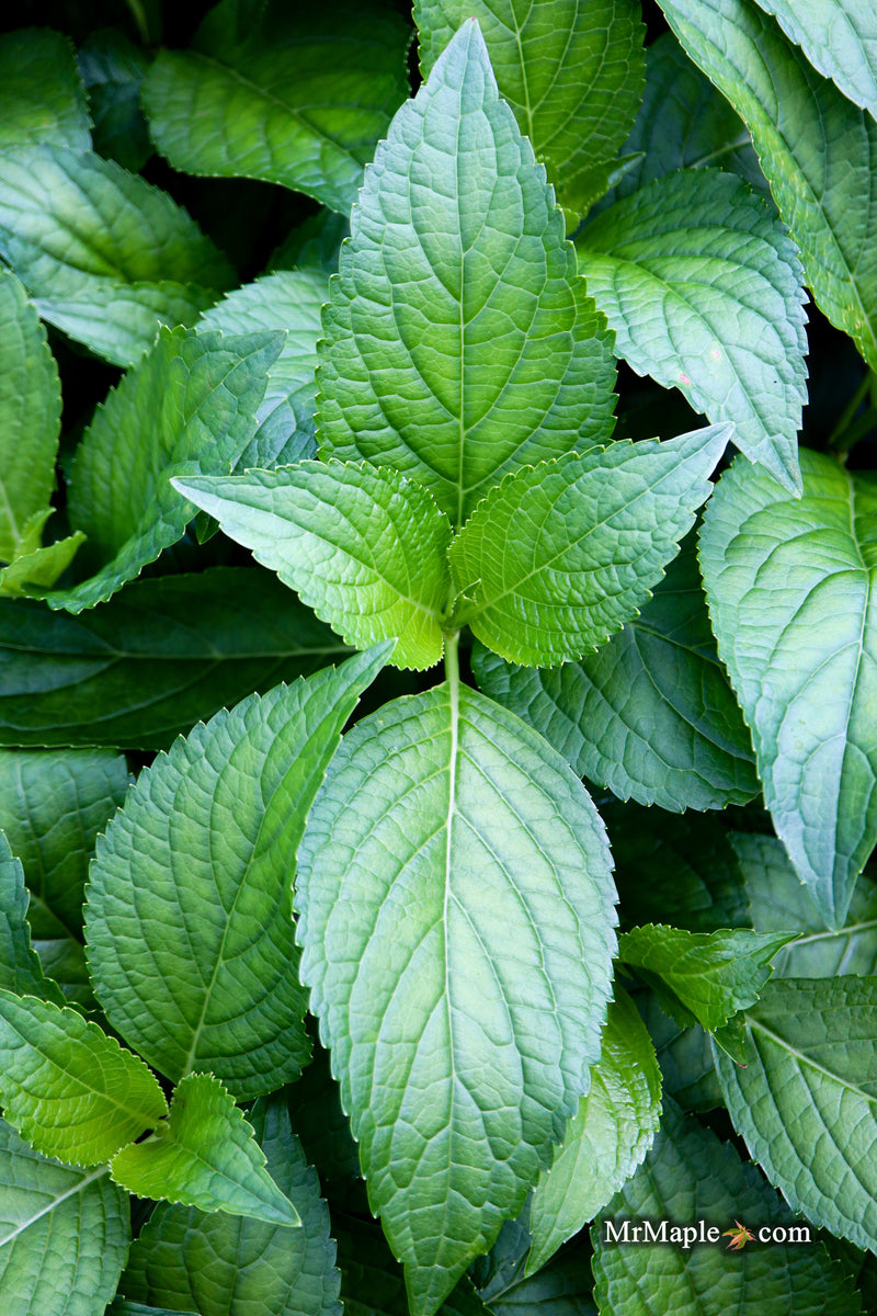 Hydrangea serrata 'BlueBird' Japanese Mountain Hydrangea