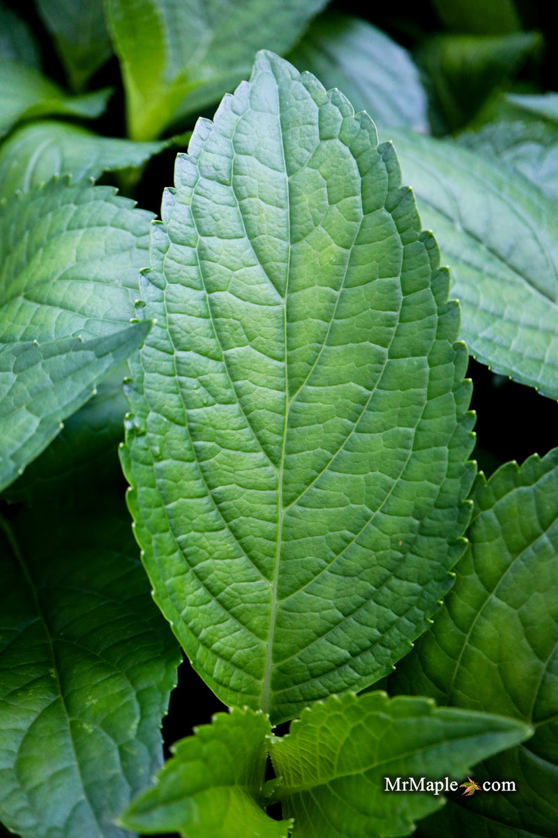 Hydrangea serrata 'BlueBird' Japanese Mountain Hydrangea