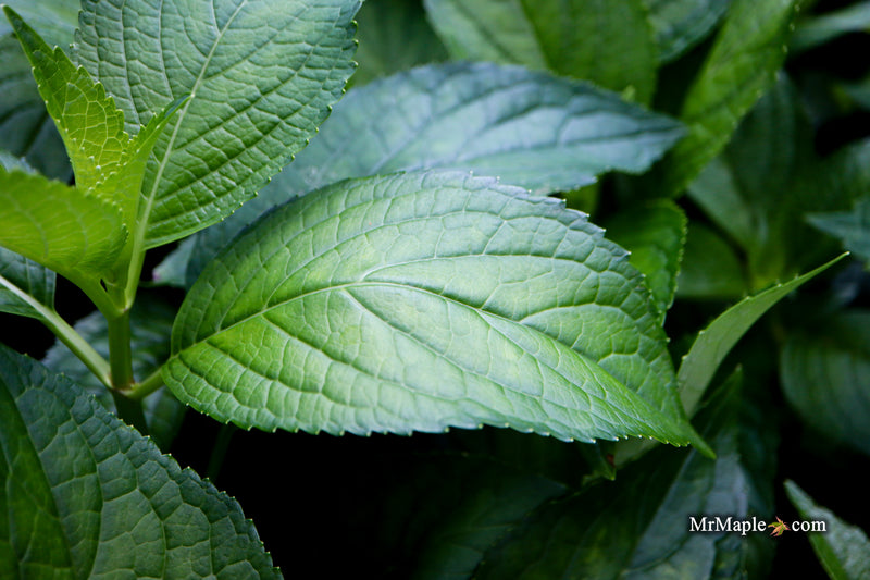 Hydrangea serrata 'BlueBird' Japanese Mountain Hydrangea