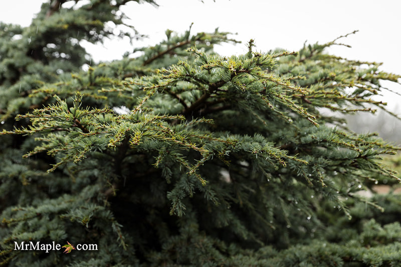 Cedrus atlantica 'Blue Haze' Blue Atlas Cedar