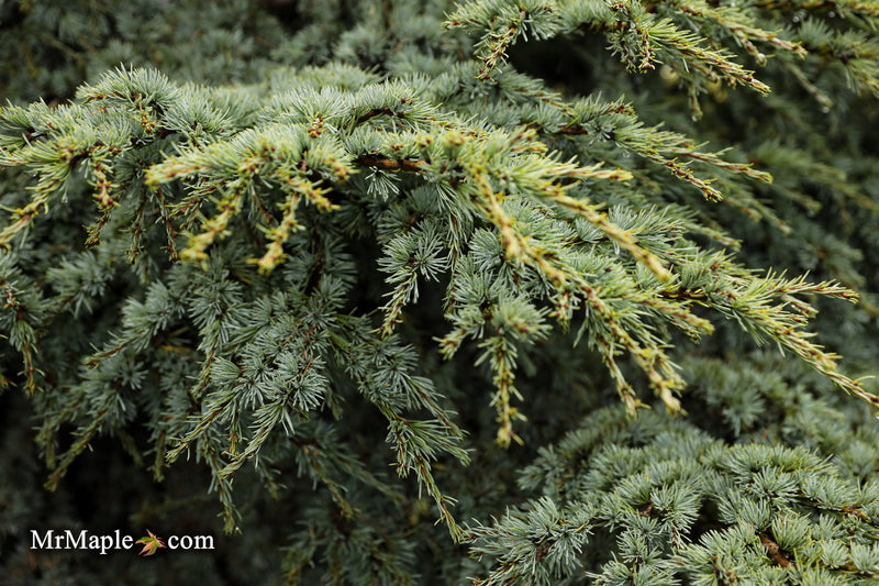 Cedrus atlantica 'Blue Haze' Blue Atlas Cedar