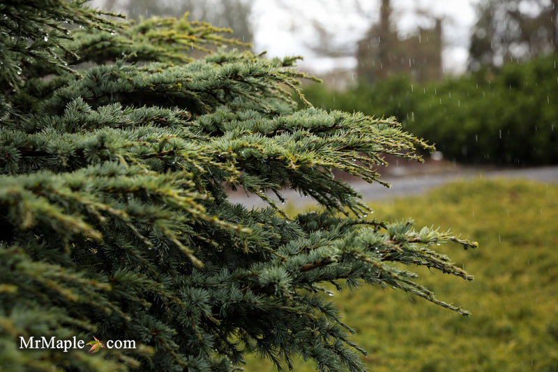 Cedrus atlantica 'Blue Haze' Blue Atlas Cedar