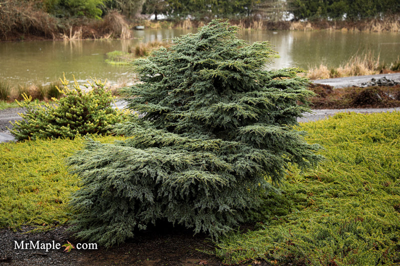 Cedrus atlantica 'Blue Haze' Blue Atlas Cedar