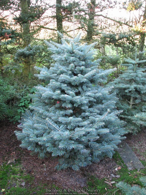 Abies koreocarpa 'Hurricane Blue' Blue Fir