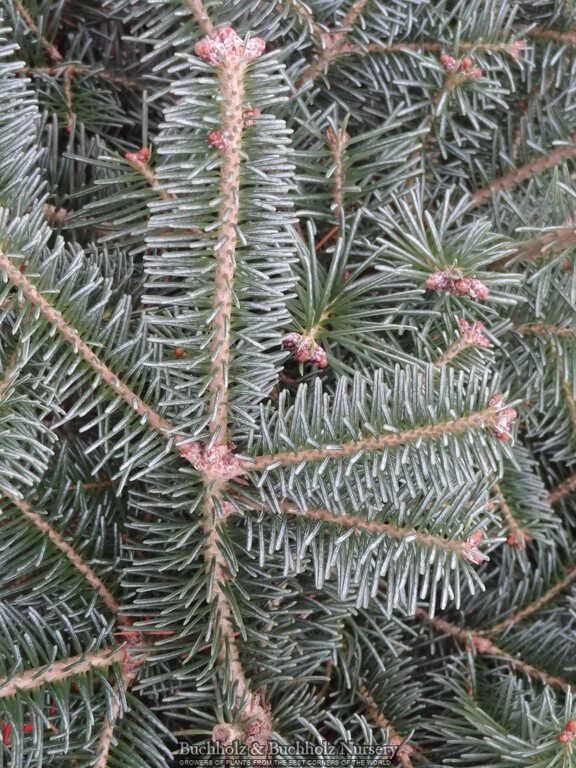 Abies koreocarpa 'Hurricane Blue' Blue Fir