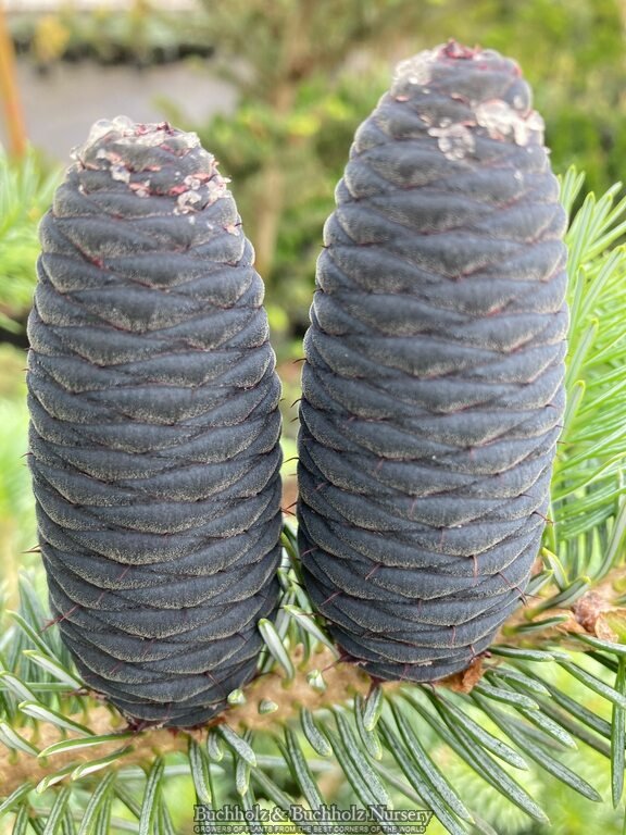 Abies koreocarpa 'Hurricane Blue' Blue Fir