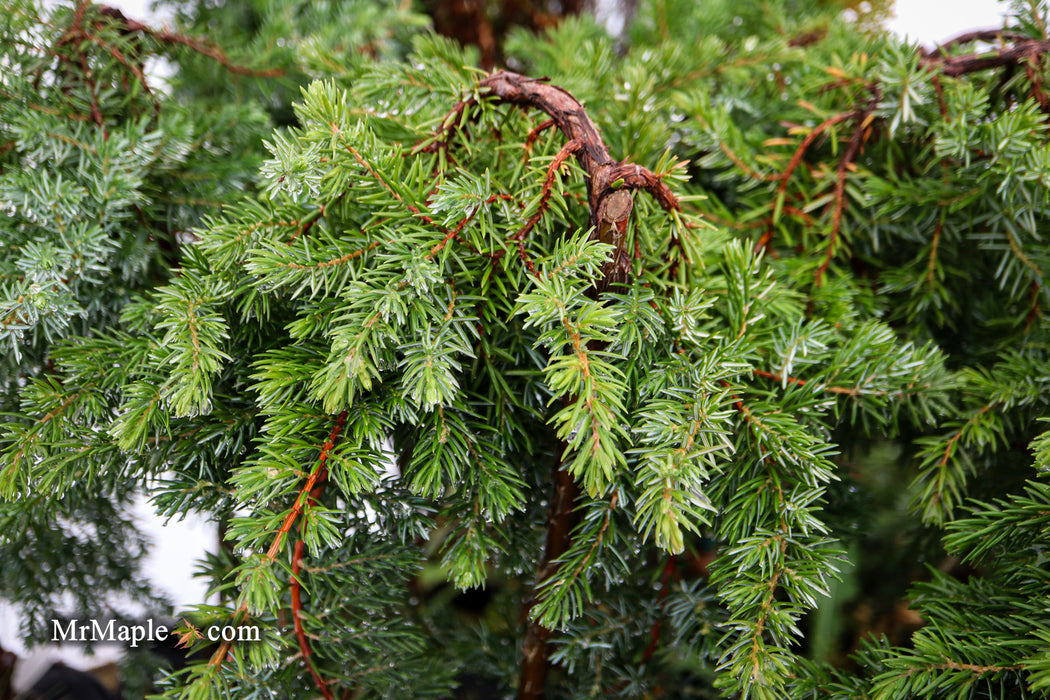 Juniperus rigida conferta 'Blue Lagoon' Shore Juniper