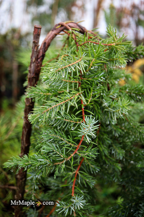 Juniperus rigida conferta 'Blue Lagoon' Shore Juniper