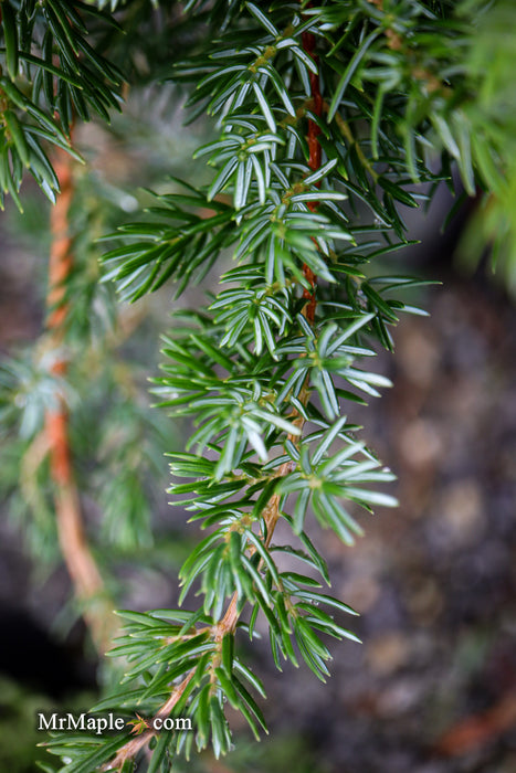 Juniperus rigida conferta 'Blue Lagoon' Shore Juniper