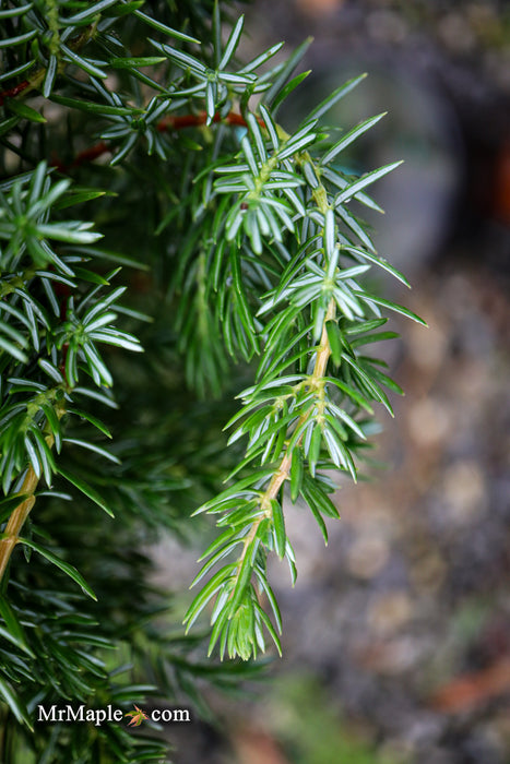 Juniperus rigida conferta 'Blue Lagoon' Shore Juniper