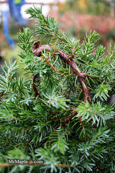 Juniperus rigida conferta 'Blue Lagoon' Shore Juniper