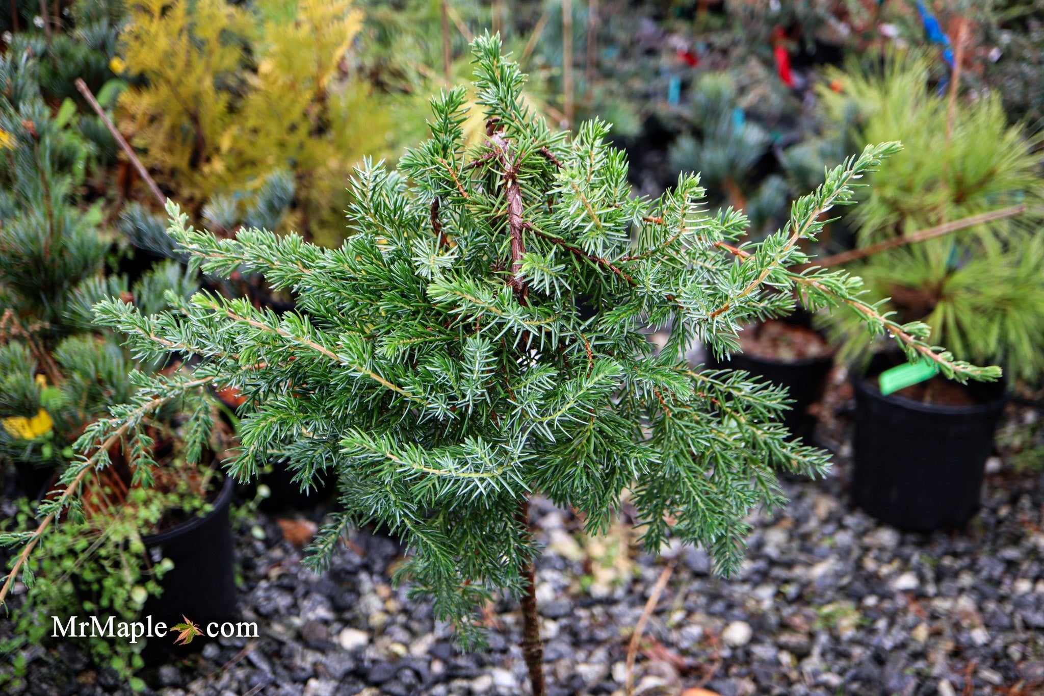 Buy Juniperus rigida conferta 'Blue Pacific' Shore Juniper — Mr