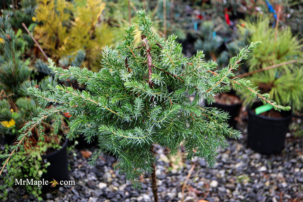 Juniperus rigida conferta 'Blue Lagoon' Shore Juniper