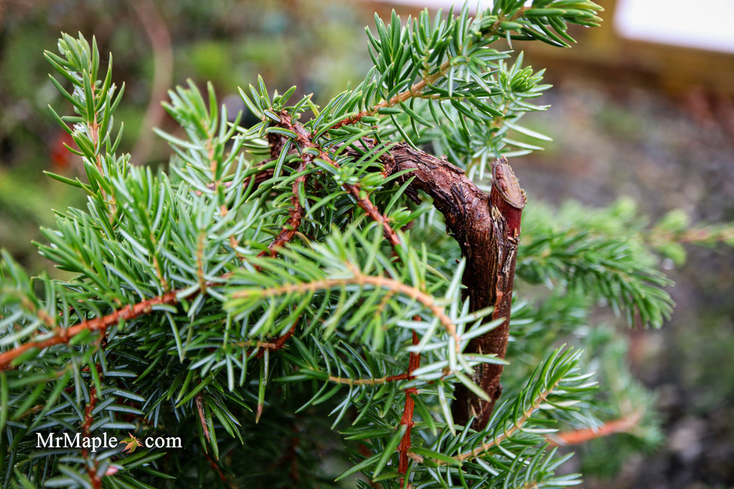 Juniperus rigida conferta 'Blue Lagoon' Shore Juniper