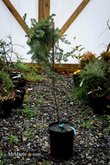 Juniperus rigida conferta 'Blue Lagoon' Shore Juniper