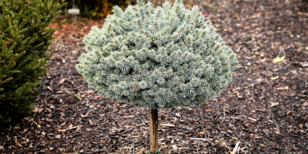 Buy Picea pungens 'Blue Pearl' Miniature Colorado Blue Spruce — Mr