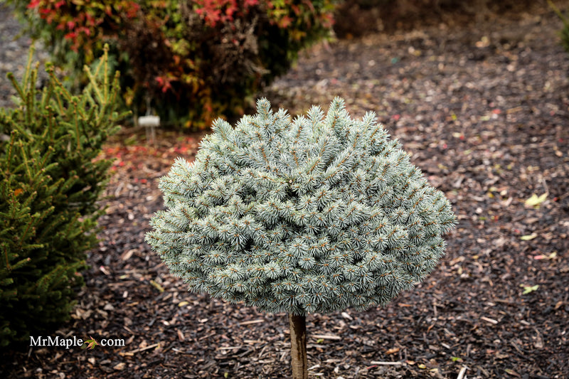 Picea pungens ‘Blue Pearl' Miniature Colorado Blue Spruce