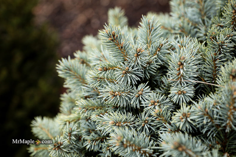 Picea pungens ‘Blue Pearl' Miniature Colorado Blue Spruce