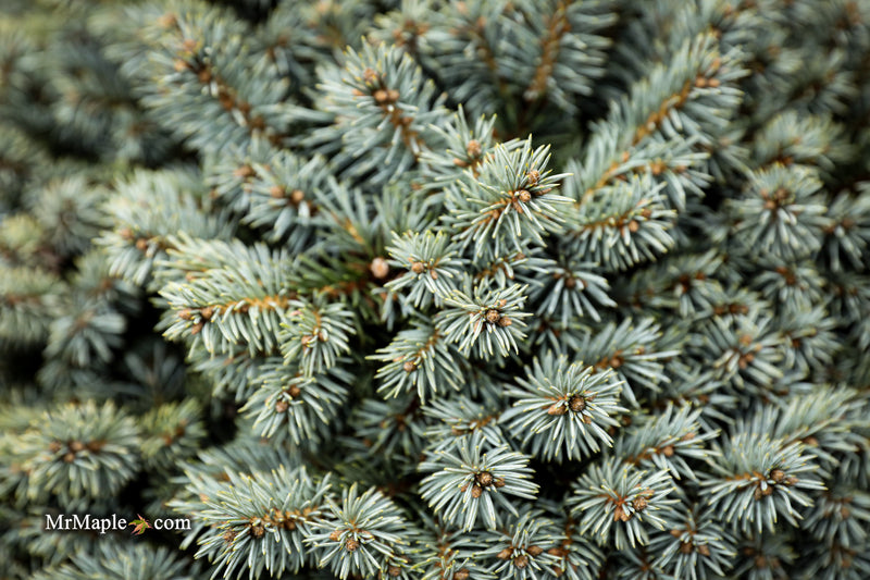 Picea pungens ‘Blue Pearl' Miniature Colorado Blue Spruce