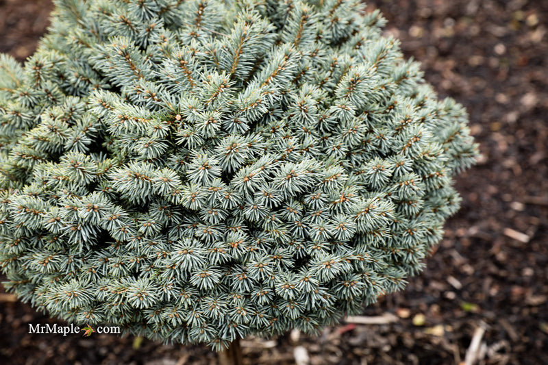 Picea pungens ‘Blue Pearl' Miniature Colorado Blue Spruce