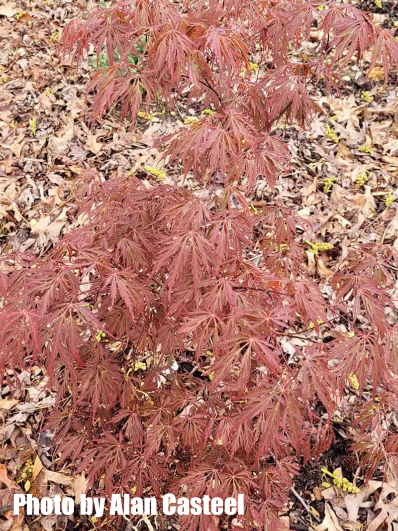 Acer palmatum 'Crimson Princess' Dwarf Weeping Japanese Maple