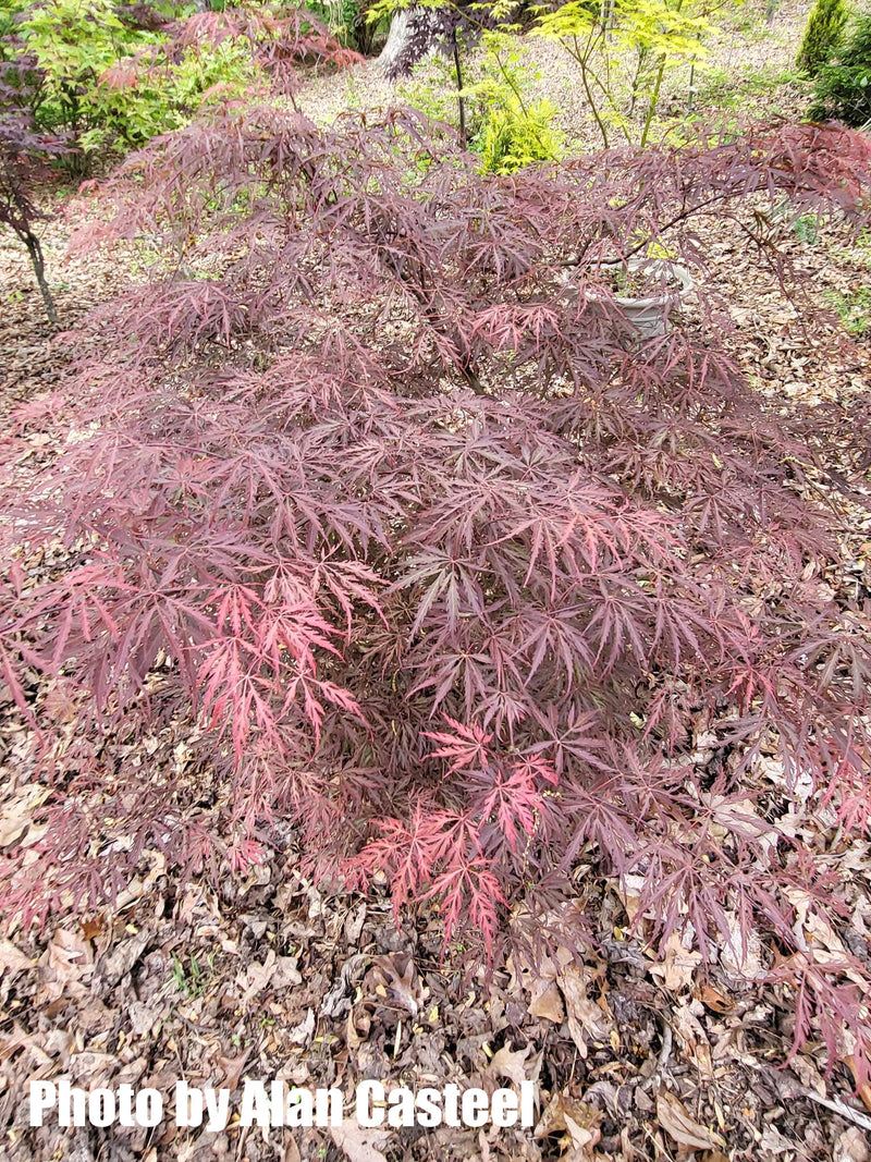 Acer palmatum 'Crimson Princess' Dwarf Weeping Japanese Maple