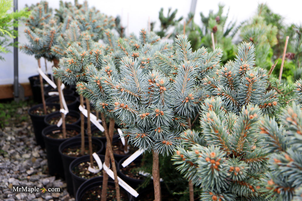 Picea pungens ‘Blue Pearl' Miniature Colorado Blue Spruce